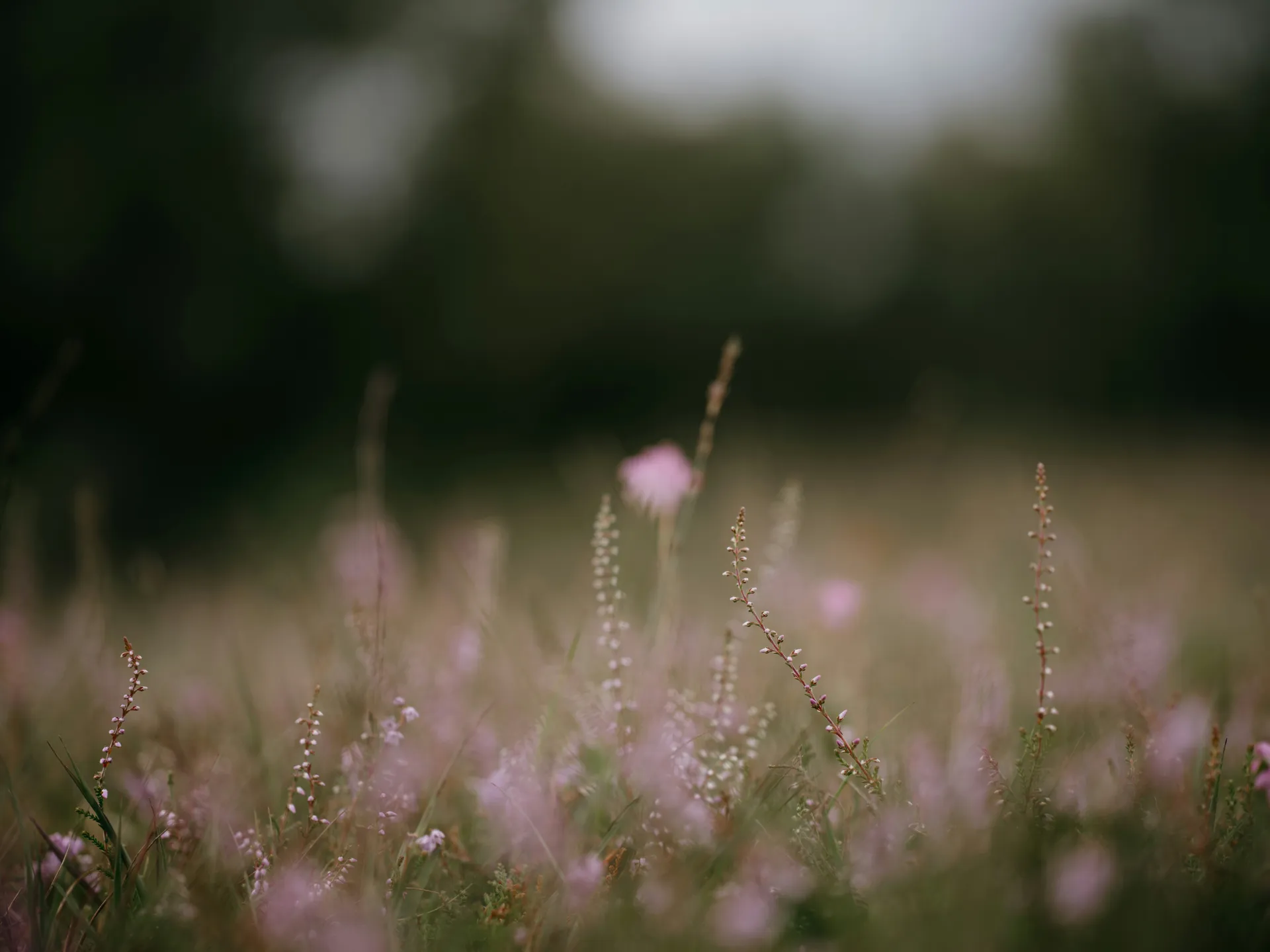 Imágen de un campo con flores